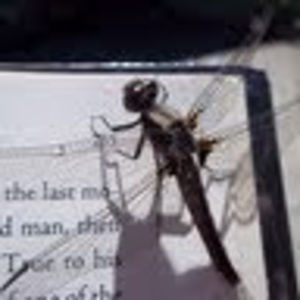 Meet your Posher, Janet